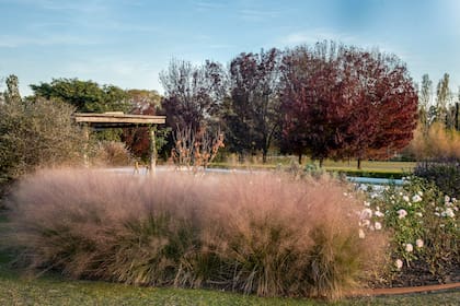 Un cantero donde domina la Muhlenbergia capillaris