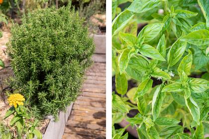 Un cantero que contenga aromáticas como el romero y la albahaca funciona como un repelente natural contra los mosquitos