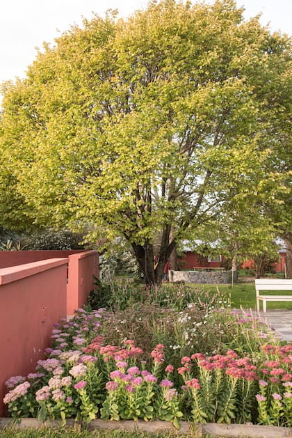 Un cantero recargado, y el árbol coronando la imagen.