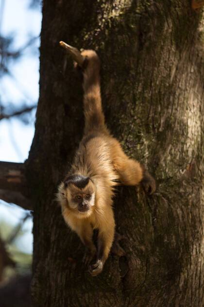 Un capuchino hace ejercicio.