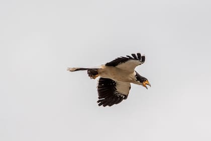 Un caracara de garganta blanca (Daptrius albogularis) sobrevuela un vertedero municipal en Ushuaia