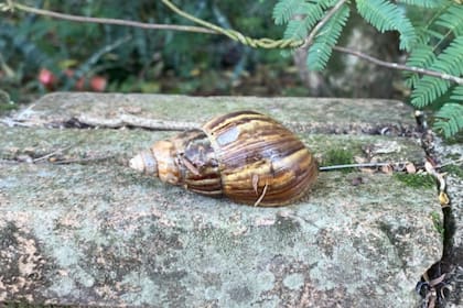 Un caracol africano apareció en Tucumán y encendió las alarmas