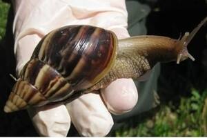 Apareció un caracol gigante y peligroso en Tucumán: qué dijo el Senasa