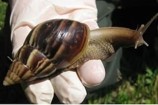 Apareció un caracol gigante y peligroso en Tucumán: qué dijo el Senasa