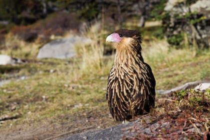 Un carancho posa atento.