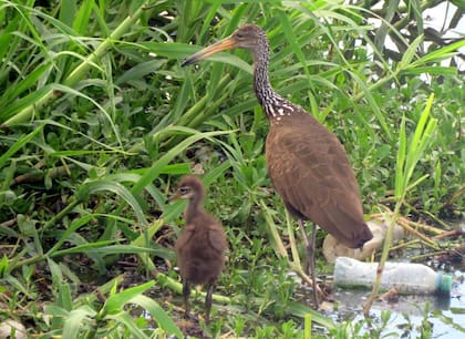 Un Carau con su pichón en la Reserva Ecológica Costanera Norte.