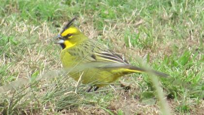 Un cardenal amarillo