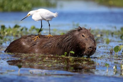 Un carpincho en los Esteros del Iberá, donde proliferaron por no tener predadores