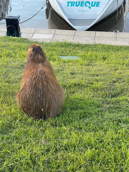 Un carpincho frente a una embarcación amarrada