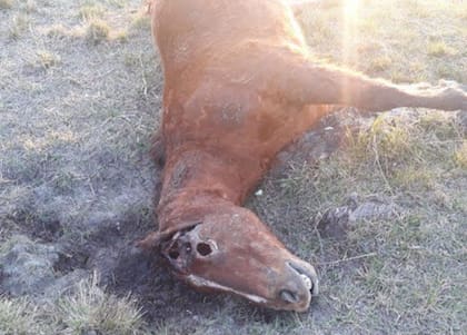 Un caso de un animal mutilado en la zona de Avellaneda en 2020. Según los productores se volvieron a presentar este tipo de situaciones