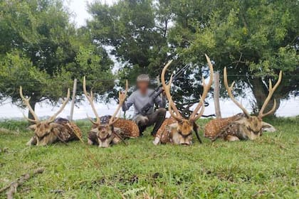 Un cazador posa junto con cuatro ciervos axis