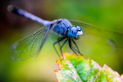 Un centenar de turistas en las playas de Rhode Island fueron acechados por un enjambre de libélulas