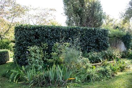 Un cerco vivo es otra de las posibilidades, cuando hay un jardín y se desea cubrir al vecino, herramientas de trabajo, de la pileta, o incluso un baño de exterior. En este caso, acompañado de un cantero al frente.