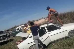 Volcó un camión con cerdos y se llevaron uno en el techo de un Renault 12
