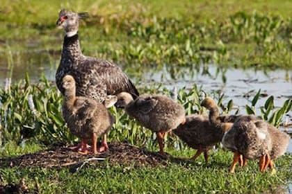 Caminar en la naturaleza, en comparación con hacerlo en un entorno urbano, disminuyó la “rumiación” mental; en la foto, un chajá y sus crías en los Esteros del Iberá