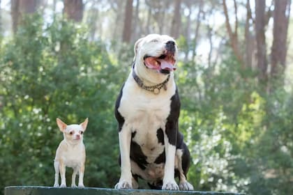 Un chihuahua (izquierda) y un staffordshire terrier americano (derecha)