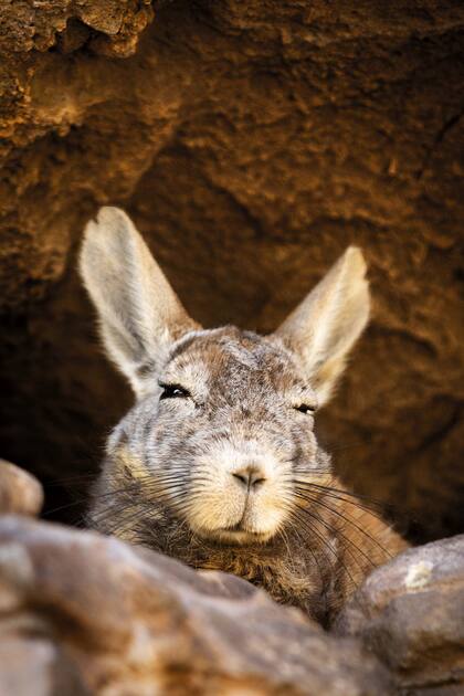 Un chinchillón curioso en Los Morrillos.