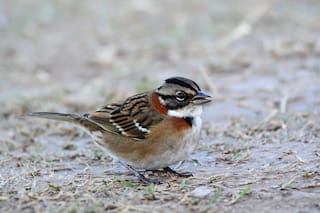 Cómo un robot de la UBA le enseñó un canto perdido a los chingolos