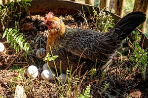 La ciencia respondió la gran pregunta: ¿fue primero el huevo o la gallina?