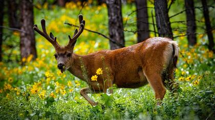 Un ciervo colorado