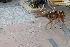 Un ciervo apareció corriendo en plena ciudad y causó asombro entre los cordobeses
