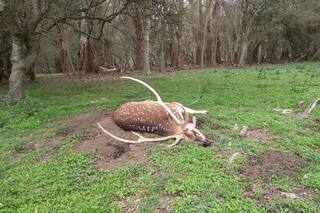 Entre la inmensidad del territorio y los grises de la ley, irrumpen en campos y hacen su negocio
