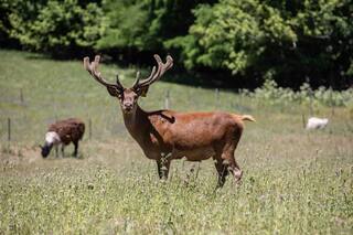 Un ciervo mató a un hombre de 86 años e hirió de gravedad a su mujer