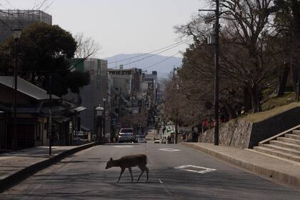Un ciervo en la ciudad de Nara, Japón; el aislamiento provocó una vuelta de los animales