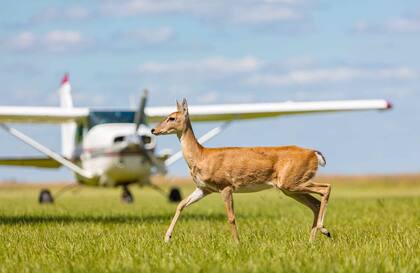 Un ciervo frente al avión que llega hasta San Alonso.