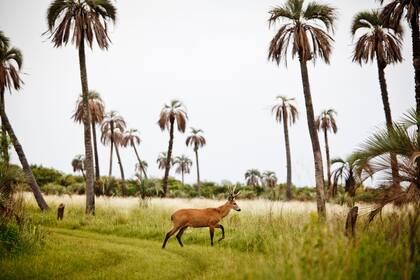 Un ciervo macho de los pantanos entre el pastizal del palmar de yatay.