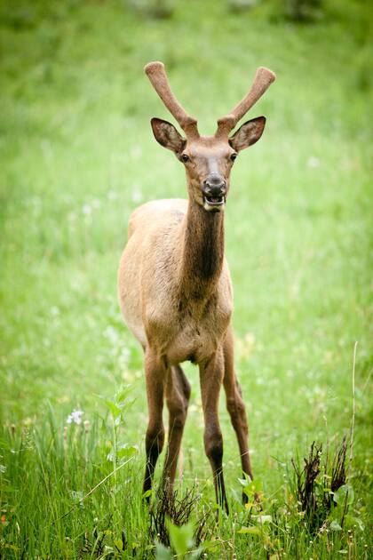 Un ciervo muy joven al que comienzan a salirle las astas.
