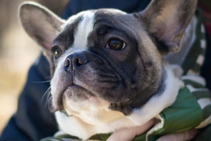 Las personas de Cáncer sabrán entenderse con los Bulldog Francés, que son perros poco salidores y tranquilos