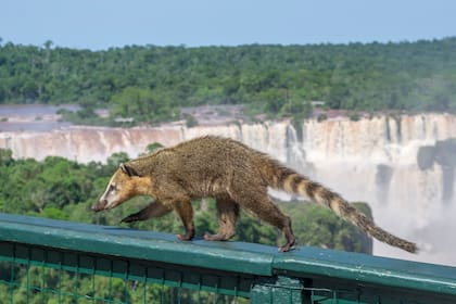 Un coatí entre las pasarelas