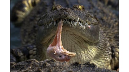 Un cocodrilo come una cabeza de pollo en el zoo de tigre de Sriracha