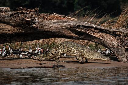 Un ejemplar de cocodrilo del río Nilo