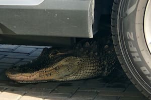 Salió de su casa en Florida y encontró un cocodrilo debajo de su auto: la advertencia de la Policía