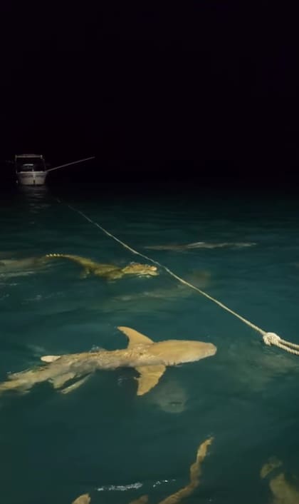 Un cocodrilo intenta escapar de un grupo de tiburones que lo persiguen