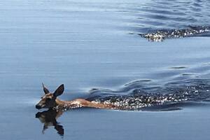 La imagen de un cocodrilo persiguiendo a un ciervo en Florida que asombra a todos