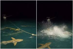 El ataque de un grupo de tiburones a un cocodrilo que quedó registrado en un estremecedor video