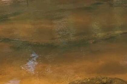 Un cocodrilo sorprendió a una familia en Australia