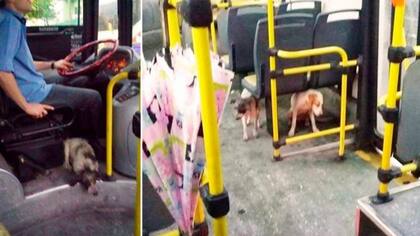 Un colectivero de la línea 53 rescató a dos perros en medio del temporal
