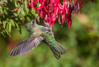 Un colibrí alimentándose del copihue, la flor nacional de Chile, presente en el bosque de Pumalín.