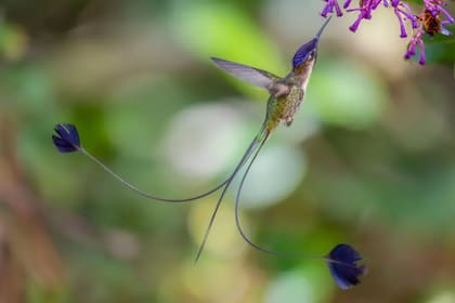 Un colibrí de cola de espátula macho