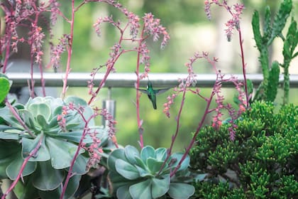 Un colibrí visita una esplendorosa y florecida Echeveria gibbiflora.
