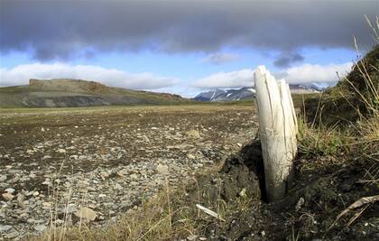 Un colmillo de mamut lanudo hallado en permafrost siberiano. Fuente: Love Dalén