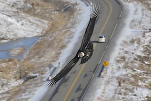 Un cóndor andino sobrevolando la localidad de 28 de Noviembre