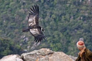 Los mejores lugares para ver cóndores volando de muy cerca