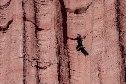 Un cóndor vuela frente a uno de los paredones del parque
