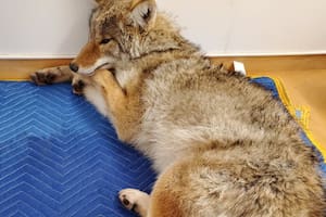 Un conductor pensó que había salvado a un perro, pero se sorprendió al descubrir que era un coyote