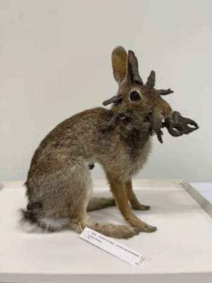 Un conejo afectado por el virus del papiloma de Shope, fotografiado por el Kansas Biodiversity Institute